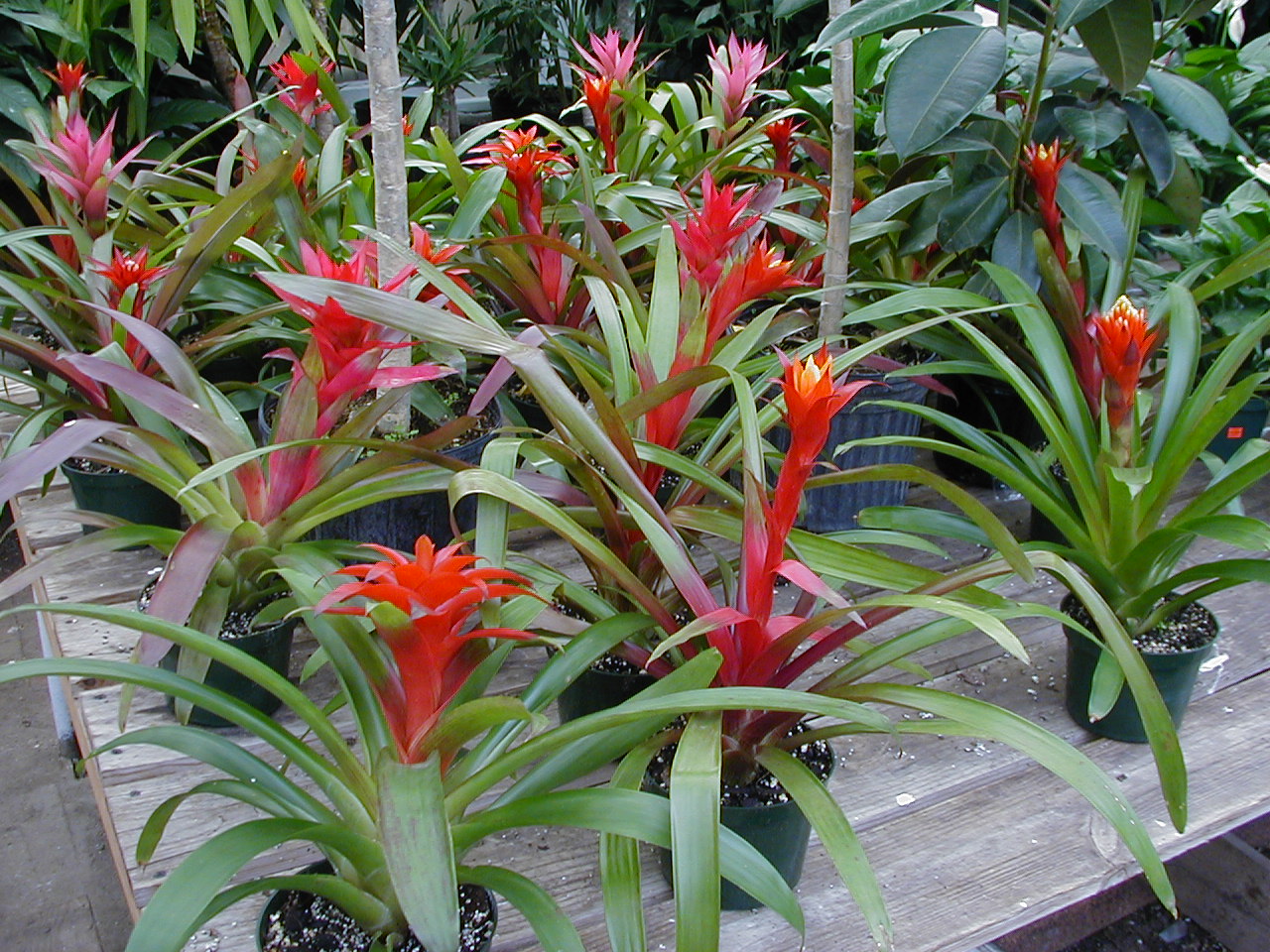 bromeliad.jpg
