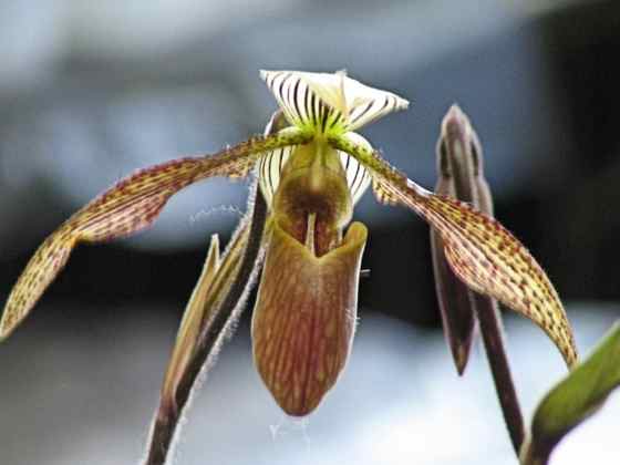 goldgreenslipperorchid.jpg
