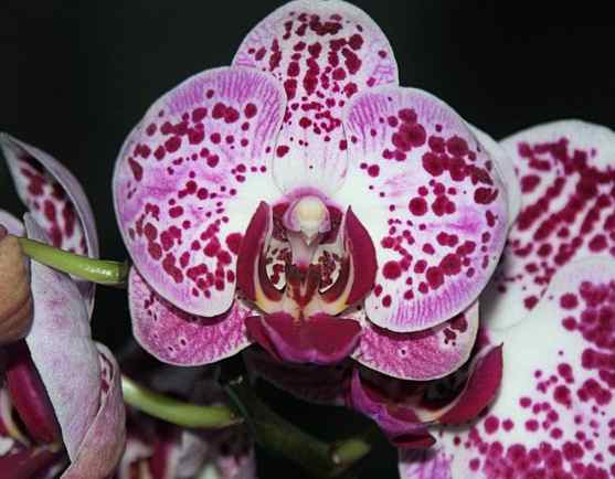 mothorchid1.jpg