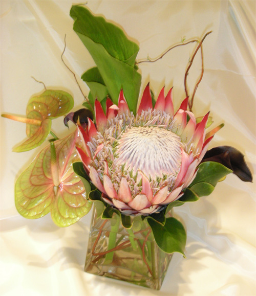 obakiprotea.jpg