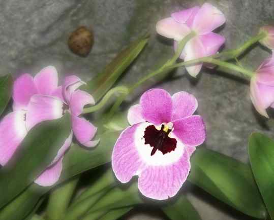 orchid2.jpg