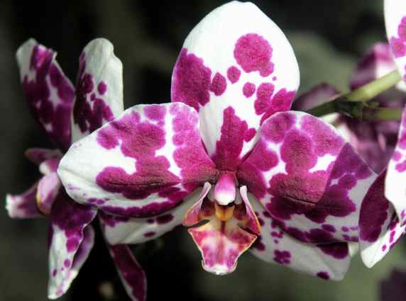 orchid3.jpg