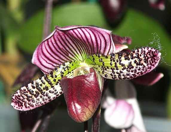 orchid4.jpg