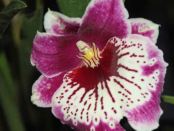 pansyorchid_2.jpg