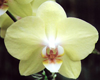 peacexglory19_sm.jpg