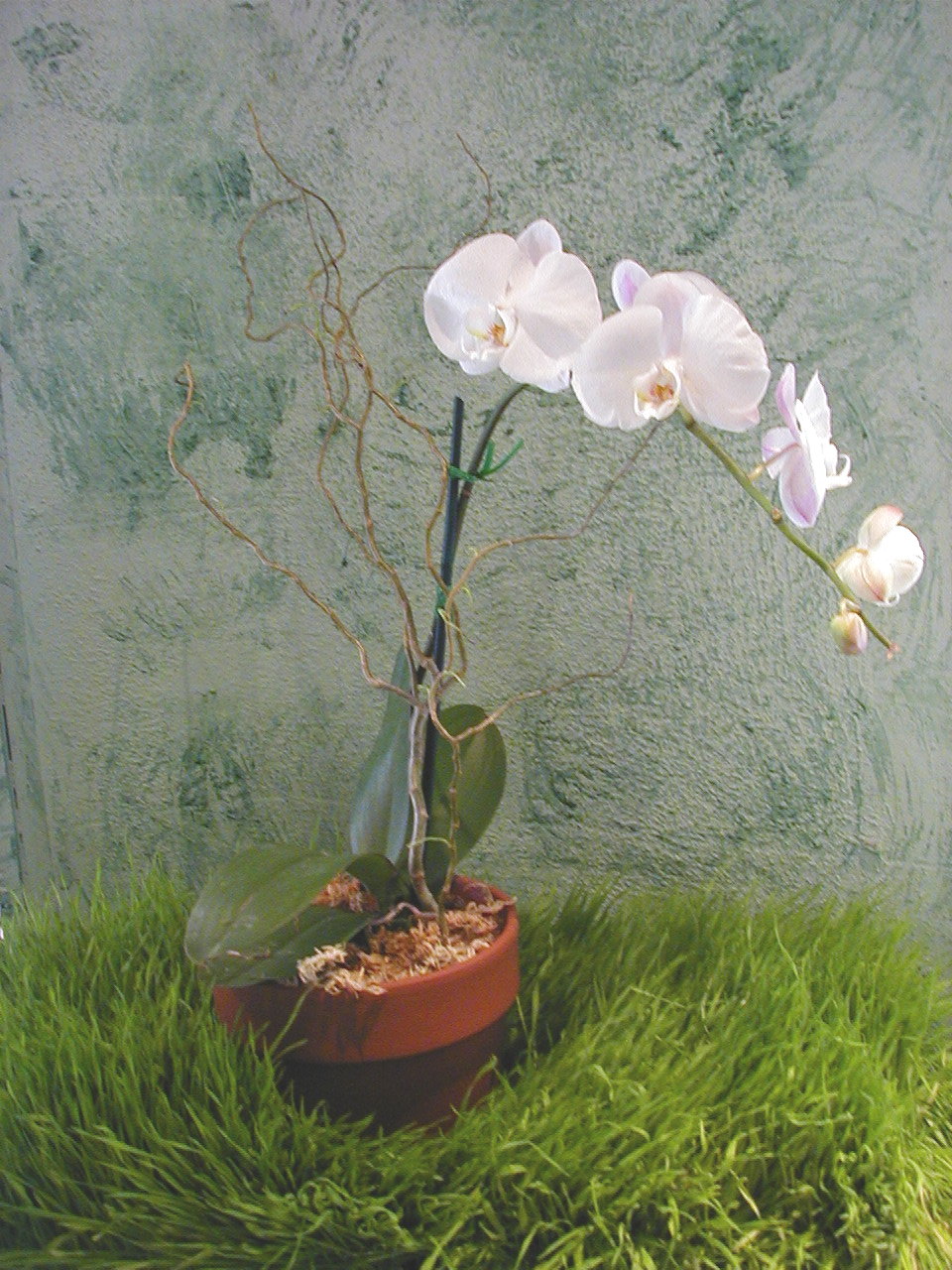 whiteorchid.jpg